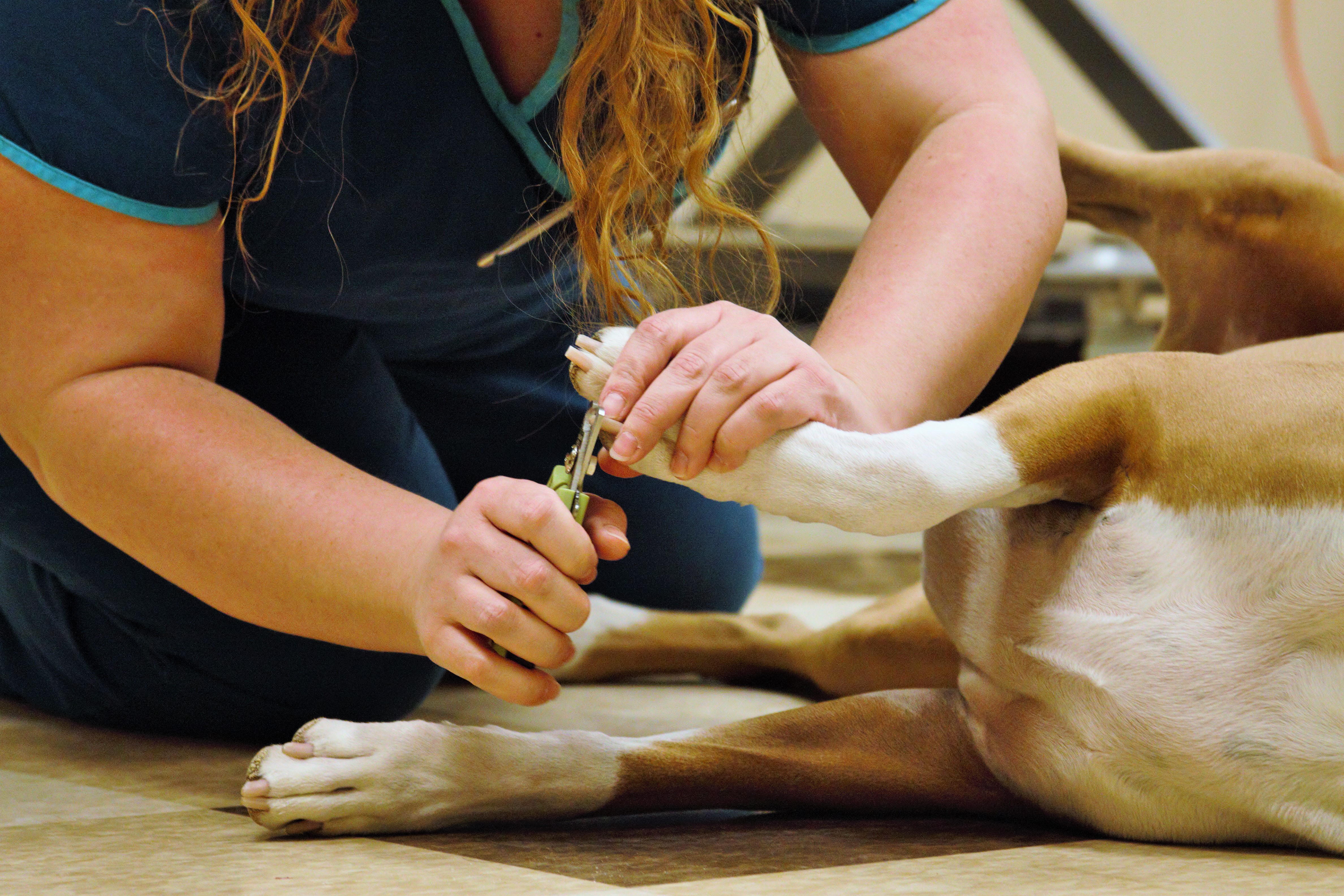 Take a Photo Tour Oakland Hills Veterinary Hospital