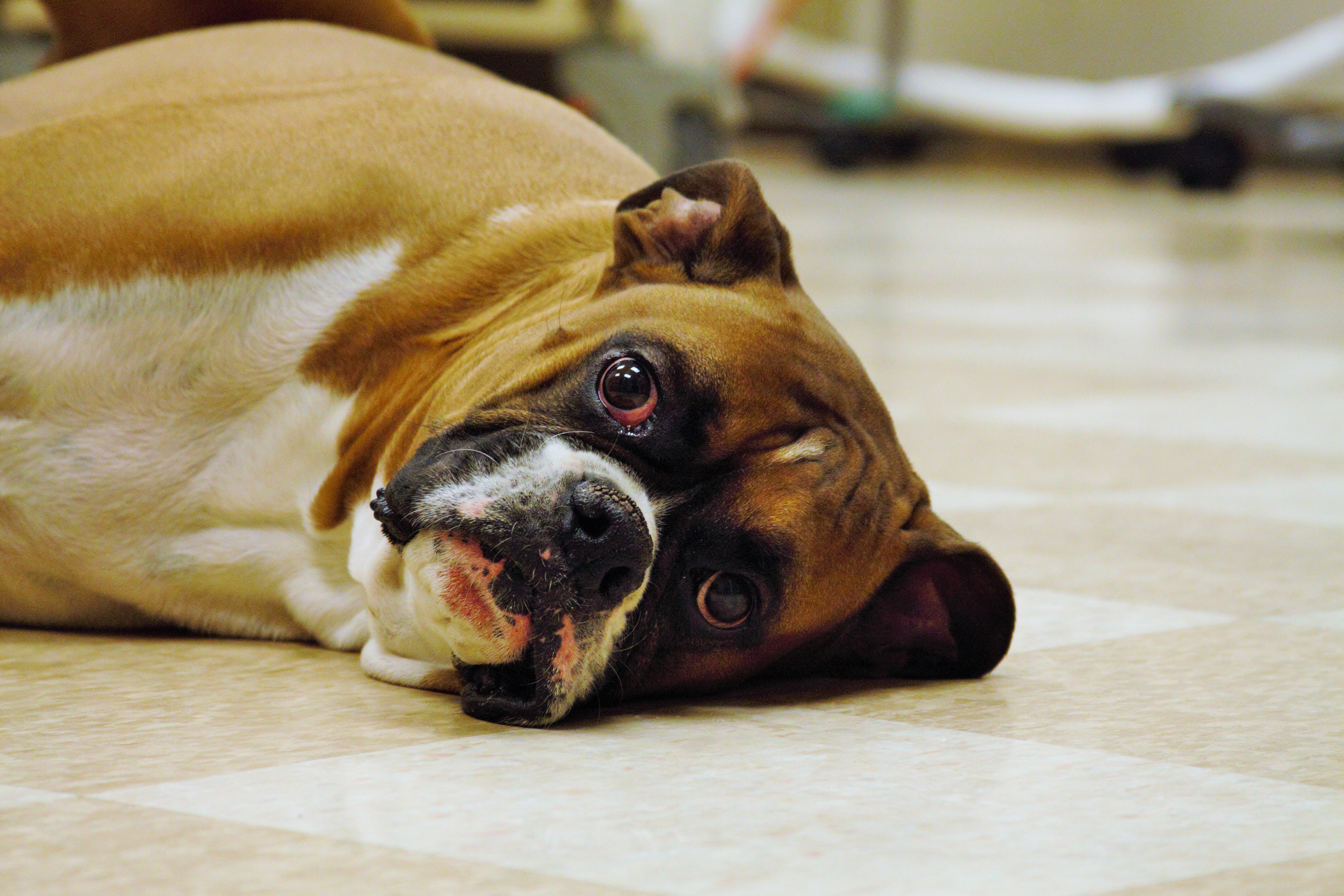 Take a Photo Tour Oakland Hills Veterinary Hospital