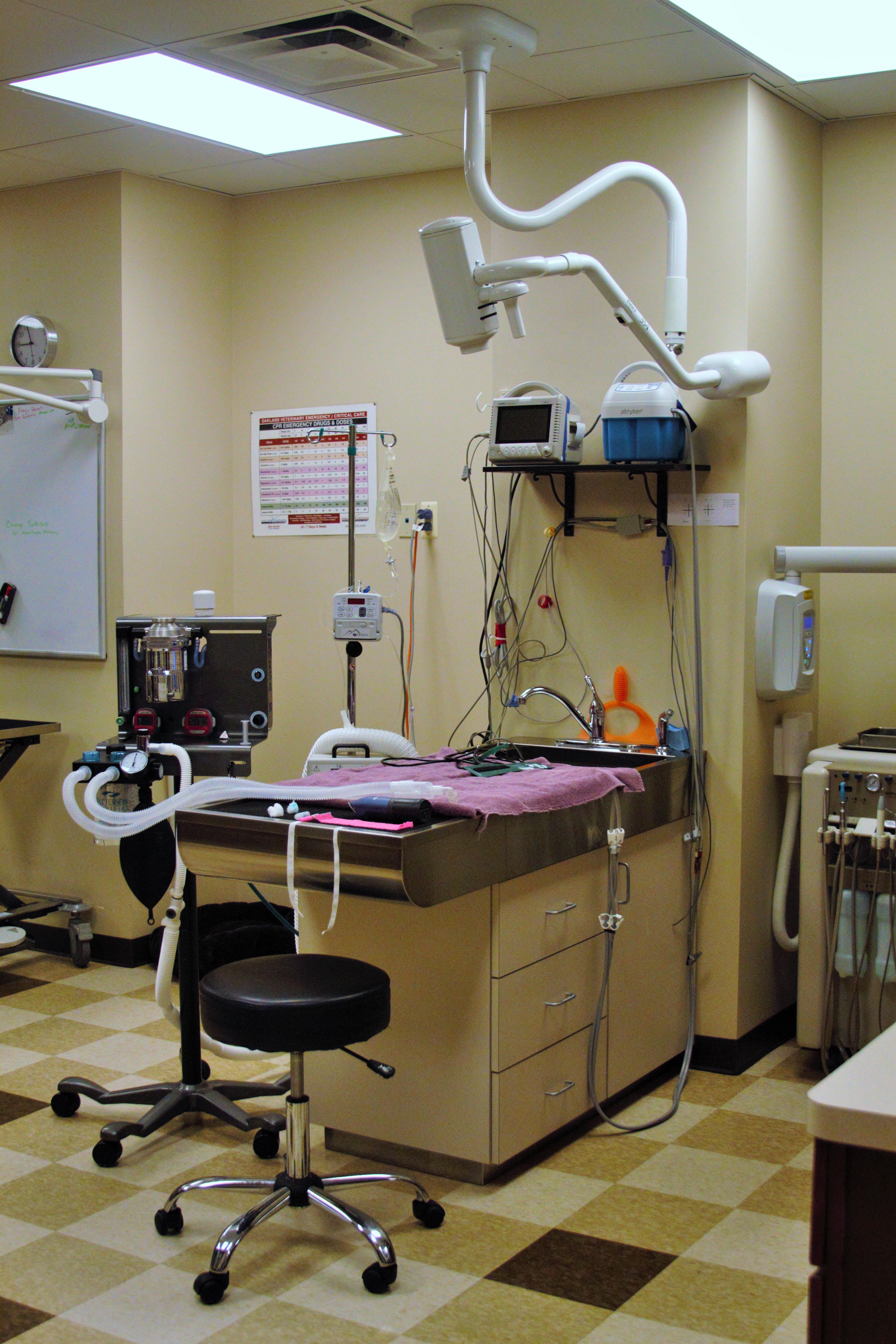 Take a Photo Tour Oakland Hills Veterinary Hospital