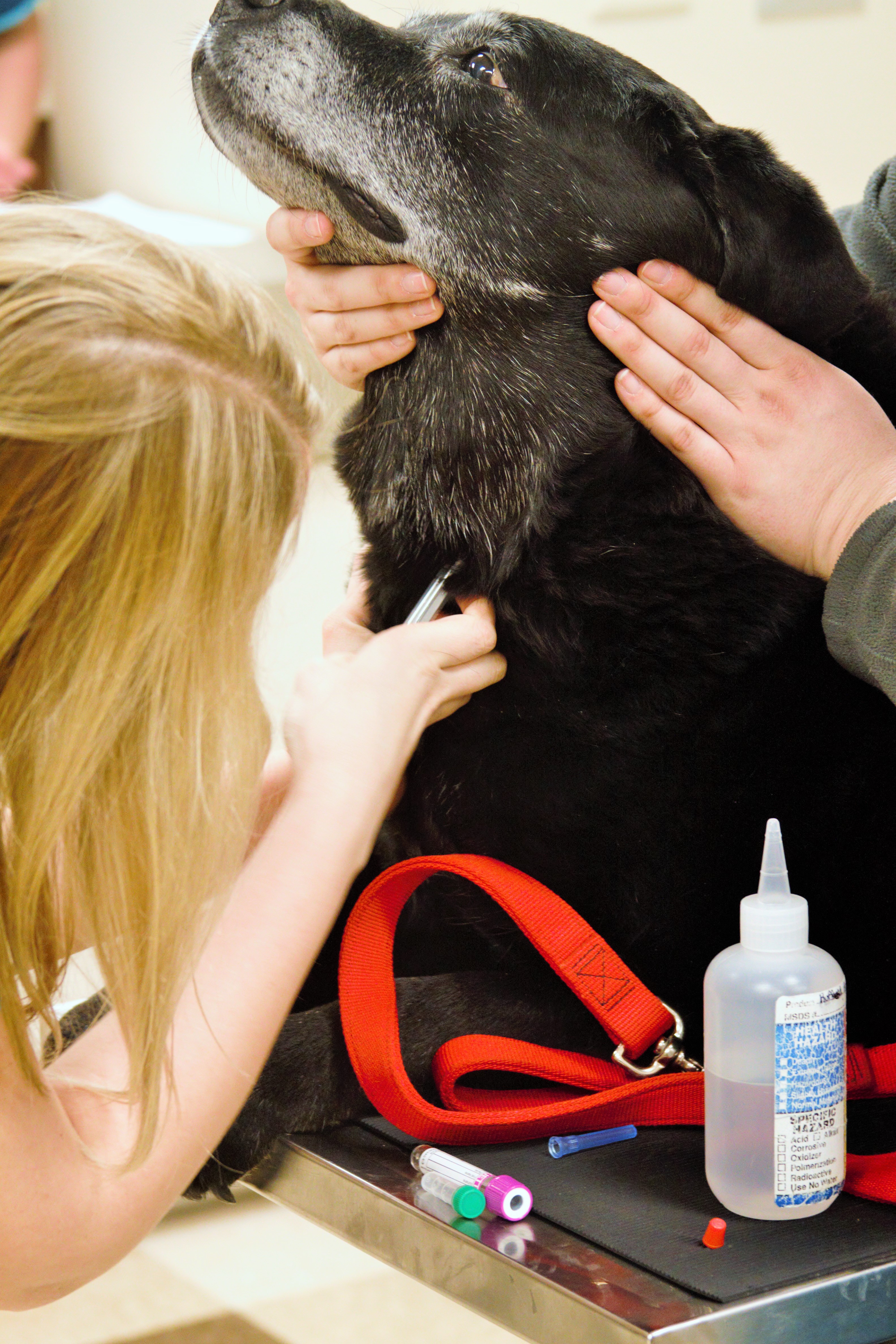 Take a Photo Tour Oakland Hills Veterinary Hospital